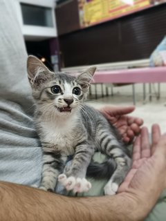 Uzuki - Domestic Short Hair Cat