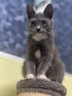 Neko - British Shorthair Cat