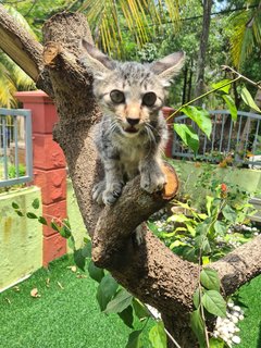 Coco - Domestic Short Hair Cat