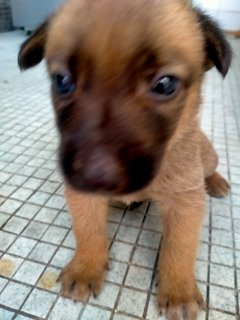 No Name - Mixed Breed Dog