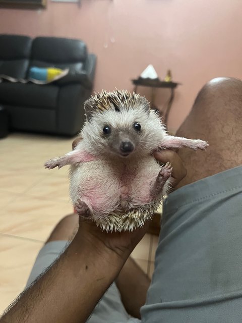 Romeo&amp;juliet - Hedgehog Small & Furry