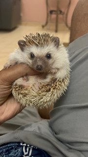 Romeo&amp;juliet - Hedgehog Small & Furry