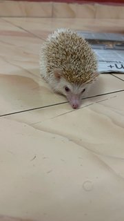 Romeo&amp;juliet - Hedgehog Small & Furry