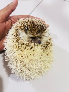 Romeo&amp;juliet - Hedgehog Small & Furry