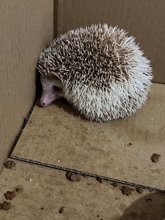 Romeo&amp;juliet - Hedgehog Small & Furry