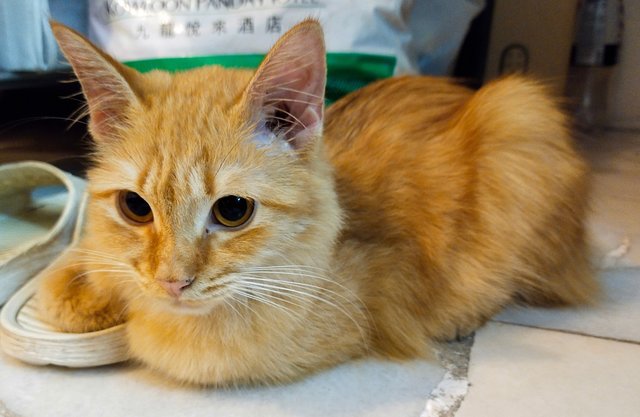 Ginger - Domestic Medium Hair Cat