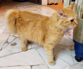 Ginger - Domestic Medium Hair Cat