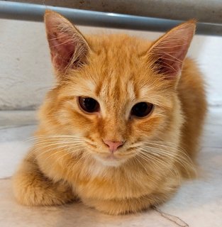 Ginger - Domestic Medium Hair Cat