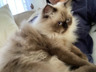 Louie - Persian + Siamese Cat