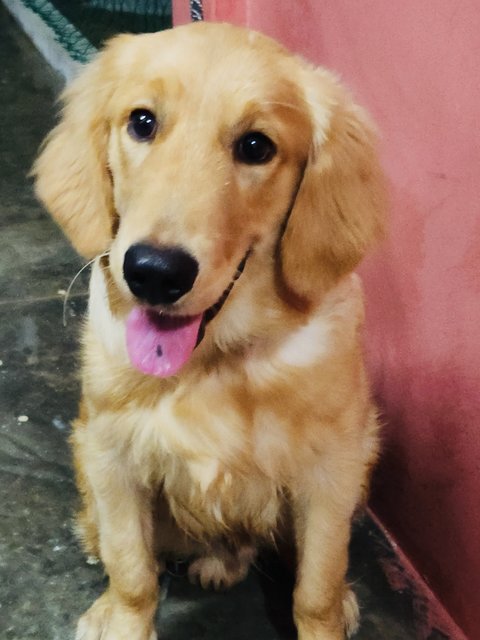 Tommy - Golden Retriever Dog