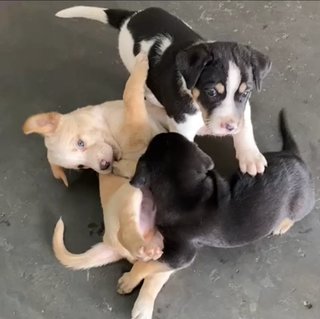 Scotch - Mixed Breed Dog