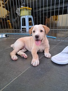 Scotch - Mixed Breed Dog