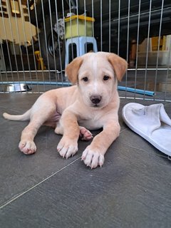 Scotch - Mixed Breed Dog