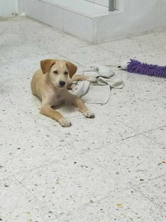 Scotch - Mixed Breed Dog