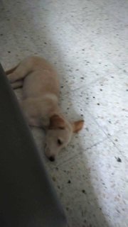 Scotch - Mixed Breed Dog