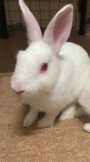 Bunny - Netherland Dwarf Rabbit