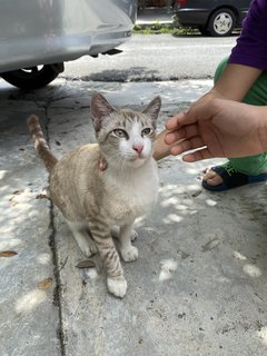 Milo - Domestic Short Hair + Tabby Cat