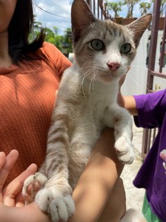 Milo - Domestic Short Hair + Tabby Cat