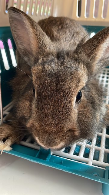 Rabbit  - Angora Rabbit + Lionhead Rabbit