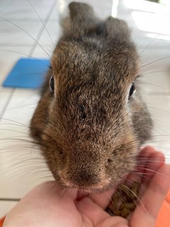 Rabbit  - Angora Rabbit + Lionhead Rabbit