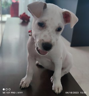 Mochi - Mixed Breed Dog