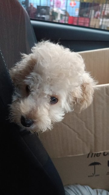 Lucky (For Co-pet Only) - Poodle Dog