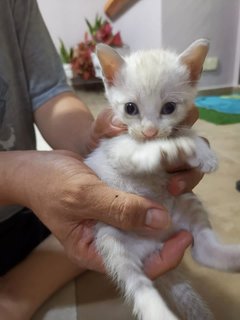 Jake - Domestic Short Hair Cat