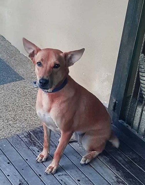 Brownie - Mixed Breed Dog