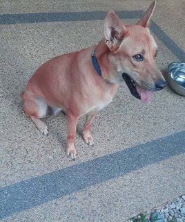 Brownie - Mixed Breed Dog