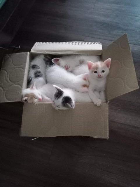 Siti + Kids - Calico + Domestic Short Hair Cat