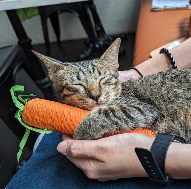 Baby Tabby Kitten - Domestic Short Hair Cat