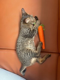 Baby Tabby Kitten - Domestic Short Hair Cat