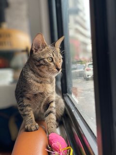 Baby Tabby Kitten - Domestic Short Hair Cat