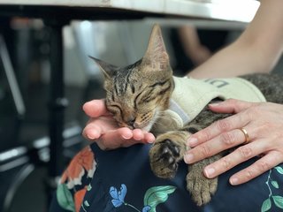 Baby Tabby Kitten - Domestic Short Hair Cat