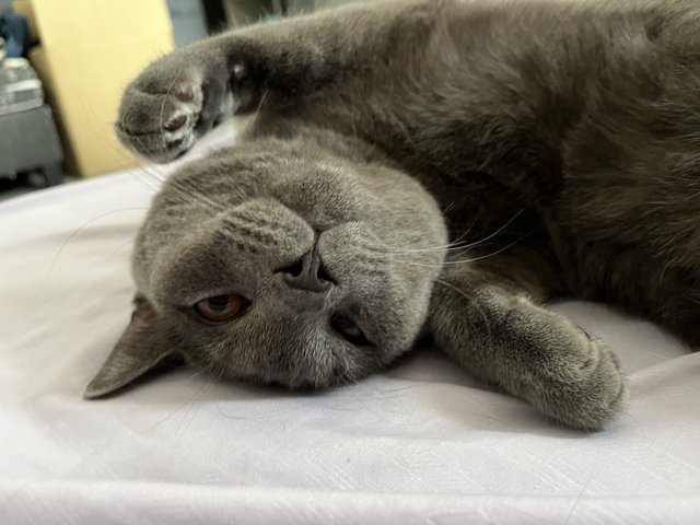 Milo - British Shorthair Cat