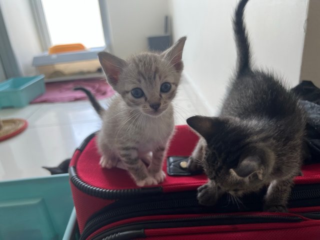 Ralph - Tabby + Domestic Medium Hair Cat