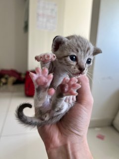 Ralph - Tabby + Domestic Medium Hair Cat