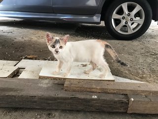 Whitey - Calico + Domestic Short Hair Cat