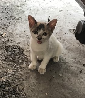 Whitey - Calico + Domestic Short Hair Cat