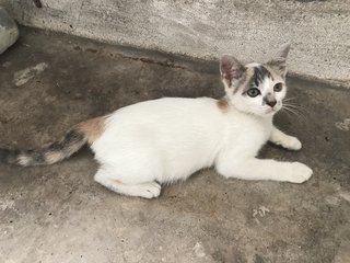 Whitey - Calico + Domestic Short Hair Cat