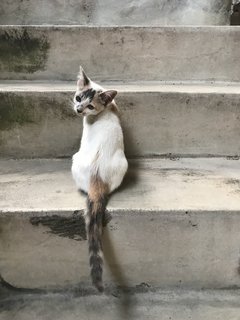 Whitey - Calico + Domestic Short Hair Cat