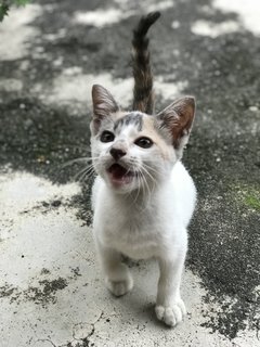 Whitey - Calico + Domestic Short Hair Cat