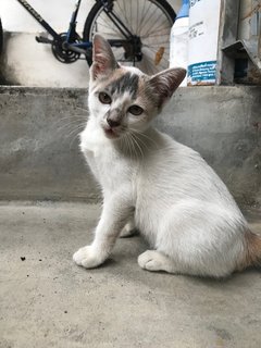 Whitey - Calico + Domestic Short Hair Cat