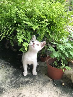 Whitey - Calico + Domestic Short Hair Cat