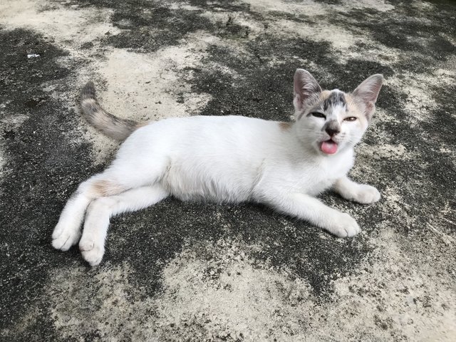 Whitey - Calico + Domestic Short Hair Cat