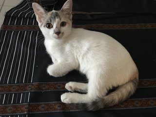 Whitey - Calico + Domestic Short Hair Cat