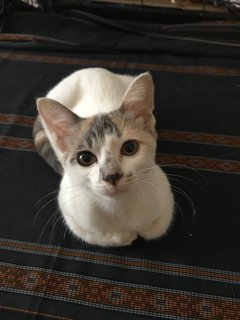 Whitey - Calico + Domestic Short Hair Cat