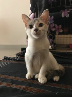 Whitey - Calico + Domestic Short Hair Cat