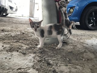 Grey Grey - Domestic Short Hair + Calico Cat