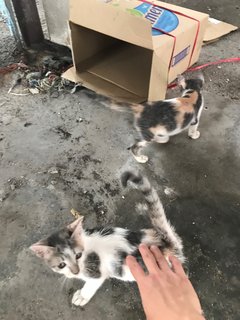 Grey Grey - Domestic Short Hair + Calico Cat